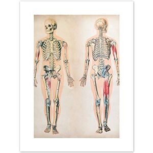 Fine Art Prints Human Body Anatomy Skeleton Muscles Art Print Canvas Premium Wall Decor Poster Fine Art Prints Human Body Anatomy Skeleton Muscles Art Print Canvas Premium Wall Decor Poster