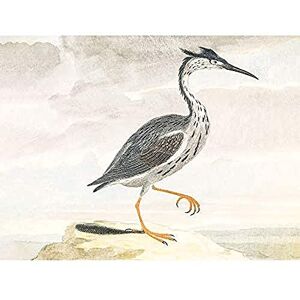 Fine Art Prints Bird Heron Vintage Illustration Art Print Canvas Premium Wall Decor Poster Fine Art Prints Bird Heron Vintage Illustration Art Print Canvas Premium Wall Decor Poster