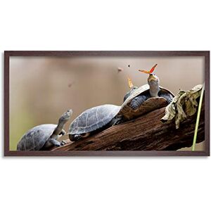 Artery8 Amalavida Ecuador Butterfly Drinking Turtle Tears Photo Framed Wall Art Print Long 25X12 Inch Artery8 Amalavida Ecuador Butterfly Drinking Turtle Tears Photo Framed Wall Art Print Long 25X12 Inch