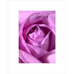 Wee Blue Coo Pink Rose Flower Macro Black Frame Framed Art Print Picture Mount B12X9513 Wee Blue Coo Pink Rose Flower Macro Black Frame Framed Art Print Picture Mount B12X9513