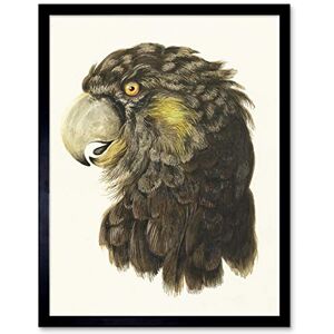 Artery8 Schouman Head Of A Cockatoo Bird Drawing Art Print Framed Poster Wall Decor 12x16 inch Artery8 Schouman Head Of A Cockatoo Bird Drawing Art Print Framed Poster Wall Decor 12x16 inch