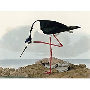 Artery8 Audubon Birds Long Leg Avocet Painting Unframed Wall Art Print Poster Home Decor Premium Artery8 Audubon Birds Long Leg Avocet Painting Unframed Wall Art Print Poster Home Decor Premium