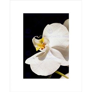Wee Blue Coo WHITE ORCHID FLOWER BLOOM BLACK FRAME FRAMED ART PRINT PICTURE MOUNT B12X9219 Wee Blue Coo WHITE ORCHID FLOWER BLOOM BLACK FRAME FRAMED ART PRINT PICTURE MOUNT B12X9219