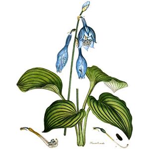 Fine Art Prints Flower Blue Day Lily Hemerocallis Caerulea Large Wall Art Print Canvas Premium Poster Fine Art Prints Flower Blue Day Lily Hemerocallis Caerulea Large Wall Art Print Canvas Premium Poster