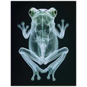 Artery8 Frog Teal Green Dark Luminescent Xray Effect Bathroom Toilet Large Wall Art Poster Print Thick Paper 18X24 Inch Artery8 Frog Teal Green Dark Luminescent Xray Effect Bathroom Toilet Large Wall Art Poster Print Thick Paper 18X24 Inch