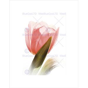 Wee Blue Coo Soft Tulip Flower Bloom Pink Black Frame Framed Art Print Picture Mount B12X9689 Wee Blue Coo Soft Tulip Flower Bloom Pink Black Frame Framed Art Print Picture Mount B12X9689