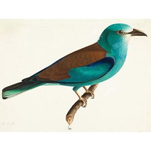 Fine Art Prints Wright Wilhelm Von The European Roller Großer Kunstdruck auf Leinwand Premium Poster Wandbild Fine Art Prints Wright Wilhelm Von The European Roller Großer Kunstdruck auf Leinwand Premium Poster Wandbild