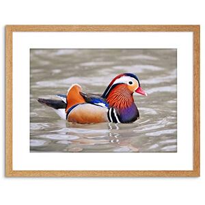 Wee Blue Coo ANIMAL PHOTO BIRD MALE MANDARIN DUCK FRAMED ART PRINT POSTER F97X11786 Wee Blue Coo ANIMAL PHOTO BIRD MALE MANDARIN DUCK FRAMED ART PRINT POSTER F97X11786