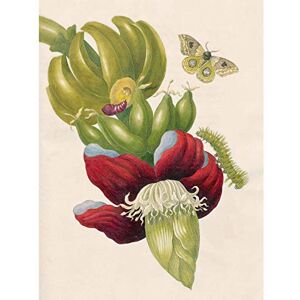 Artery8 Merian Metamorphosis Insects Flower Leaves Painting Large Wall Art Poster Print Thick Paper 18X24 Inch Artery8 Merian Metamorphosis Insects Flower Leaves Painting Large Wall Art Poster Print Thick Paper 18X24 Inch