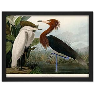 Artery8 Audubon Birds Purple Heron Painting Artwork Framed Wall Art Print 18X24 Inch Artery8 Audubon Birds Purple Heron Painting Artwork Framed Wall Art Print 18X24 Inch