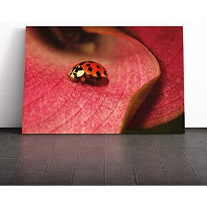 Big Box Art Ladybird (2) Canvas Print Gallery Wrapped 30mm Frame Wall Art 30x20 inches Ready to Hang Modern Animals Picture Living Room Bedroom Lounge Office Big Box Art Ladybird (2) Canvas Print Gallery Wrapped 30mm Frame Wall Art 30x20 inches Ready to Hang Modern Animals Picture Living Room Bedroom Lounge Office