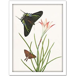 Artery8 Paul Gabriel Two Butterflies With A Lily Painting Artwork Framed Wall Art Print 18X24 Inch Artery8 Paul Gabriel Two Butterflies With A Lily Painting Artwork Framed Wall Art Print 18X24 Inch