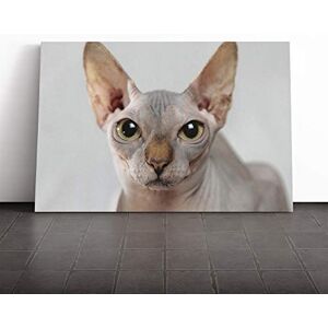 Big Box Art Sphynx Cat Canvas Print Gallery Wrapped 30mm Frame Wall Art 30x20 inches Ready to Hang Modern Animals Picture Living Room Bedroom Lounge Office Big Box Art Sphynx Cat Canvas Print Gallery Wrapped 30mm Frame Wall Art 30x20 inches Ready to Hang Modern Animals Picture Living Room Bedroom Lounge Office