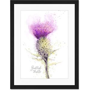 Wee Blue Coo Scottish Thistle Flower Head Watercolour Scotland Large Art Print Poster Wall Decor 18x24 inch Supplied Ready To Hang With Included Mount Brackets Wee Blue Coo Scottish Thistle Flower Head Watercolour Scotland Large Art Print Poster Wall Decor 18x24 inch Supplied Ready To Hang With Included Mount Brackets
