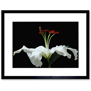 Wee Blue Coo WHITE FLOWER PETALS BLOOM BLACK FRAME FRAMED ART PRINT PICTURE B12X8750 Wee Blue Coo WHITE FLOWER PETALS BLOOM BLACK FRAME FRAMED ART PRINT PICTURE B12X8750