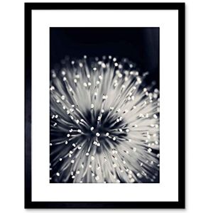 Wee Blue Coo PHOTO NATURE PLANT FLOWER BLACK WHITE BEAUTIFUL HOME FRAMED PRINT F97X4247 Wee Blue Coo PHOTO NATURE PLANT FLOWER BLACK WHITE BEAUTIFUL HOME FRAMED PRINT F97X4247