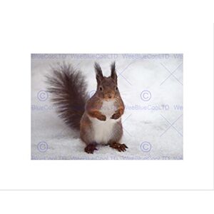 Wee Blue Coo Hungry Squirrel Red Nature Animal Snow Picture Wall Art Print Wee Blue Coo Hungry Squirrel Red Nature Animal Snow Picture Wall Art Print