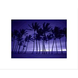 Wee Blue Coo PURPLE SILHOUETTE TALL PALM TREE BLACK FRAME FRAMED ART PRINT PICTURE B12X8841 Wee Blue Coo PURPLE SILHOUETTE TALL PALM TREE BLACK FRAME FRAMED ART PRINT PICTURE B12X8841