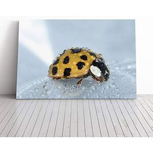 Big Box Art Yellow Ladybird Canvas Print Gallery Wrapped 30mm Frame Wall Art 30x20 inches Ready to Hang Modern Animals Picture Living Room Bedroom Lounge Office Big Box Art Yellow Ladybird Canvas Print Gallery Wrapped 30mm Frame Wall Art 30x20 inches Ready to Hang Modern Animals Picture Living Room Bedroom Lounge Office