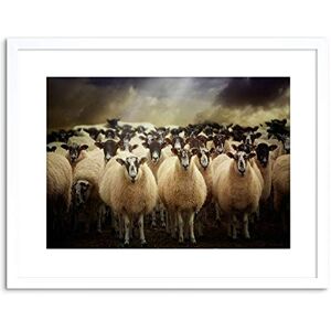 Wee Blue Coo Sheep Flock Farm Animal Photo Framed Wall Art Print Wee Blue Coo Sheep Flock Farm Animal Photo Framed Wall Art Print