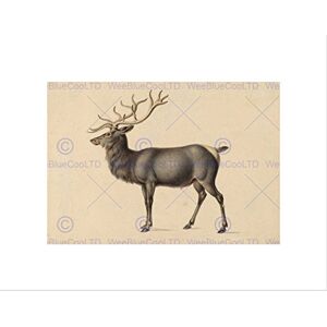Wee Blue Coo PETER RINDISBACHER AMERICAN EUROPEAN ELK BLACK FRAMED ART PRINT PICTURE B12X5398 Wee Blue Coo PETER RINDISBACHER AMERICAN EUROPEAN ELK BLACK FRAMED ART PRINT PICTURE B12X5398