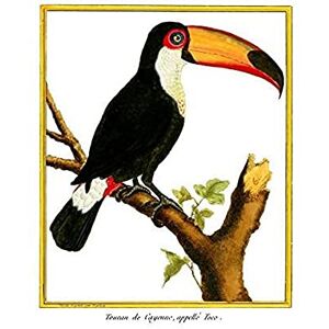 Fine Art Prints Bird Black Toucan Art Print Canvas Premium Wall Decor Poster Fine Art Prints Bird Black Toucan Art Print Canvas Premium Wall Decor Poster