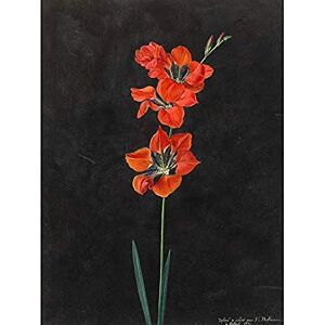 Artery8 Hoffmann Lily Red Flowers Nature Painting Art Print Canvas Premium Wall Decor Poster Mural Artery8 Hoffmann Lily Red Flowers Nature Painting Art Print Canvas Premium Wall Decor Poster Mural