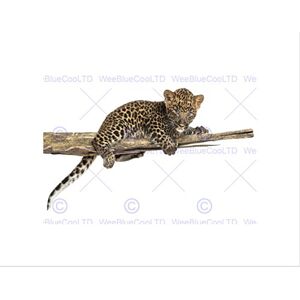 Wee Blue Coo PHOTO COMPOSITION ANIMAL SPOTTED LEOPARD CUB BRANCH FRAMED ART PRINT B12X8402 Wee Blue Coo PHOTO COMPOSITION ANIMAL SPOTTED LEOPARD CUB BRANCH FRAMED ART PRINT B12X8402