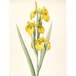 Artery8 Redoute Yellow Sweet Flag Iris Flower Illustration Large Wall Art Poster Print Thick Paper 18X24 Inch Artery8 Redoute Yellow Sweet Flag Iris Flower Illustration Large Wall Art Poster Print Thick Paper 18X24 Inch
