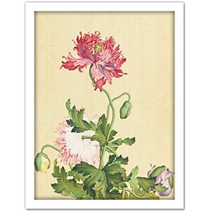 Fine Art Prints Castiglione Opium Poppy Flower Painting Large Framed Art Print Poster Wall Decor 18x24 in Fine Art Prints Castiglione Opium Poppy Flower Painting Large Framed Art Print Poster Wall Decor 18x24 in