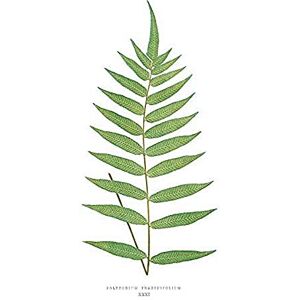 Wee Blue Coo Fern Polypodium Fraxinifolium Art Print Canvas Premium Wall Decor Poster Wee Blue Coo Fern Polypodium Fraxinifolium Art Print Canvas Premium Wall Decor Poster