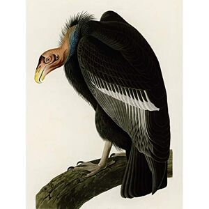 Artery8 Audubon Birds America Californian Vulture Premium Wall Art Canvas Print 18X24 Inch Artery8 Audubon Birds America Californian Vulture Premium Wall Art Canvas Print 18X24 Inch