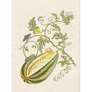 Artery8 Merian Metamorphosis Fruit Plant Insects Painting Unframed Wall Art Print Poster Home Decor Premium Artery8 Merian Metamorphosis Fruit Plant Insects Painting Unframed Wall Art Print Poster Home Decor Premium