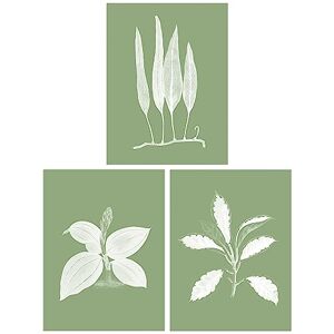 Wee Blue Coo Pack of 3 Sage Green Tree Plant Detailed Foliage Xray Imprint Monochrome Botanical Unframed Wall Art Living Room Prints Set Wee Blue Coo Pack of 3 Sage Green Tree Plant Detailed Foliage Xray Imprint Monochrome Botanical Unframed Wall Art Living Room Prints Set