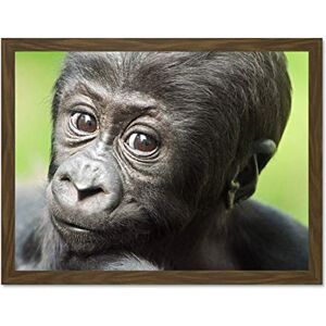 Wee Blue Coo Young Gorilla Ape Primate Monkey Jungle Baby Art Large Framed Art Print Poster Wall Decor 18x24 inch Wee Blue Coo Young Gorilla Ape Primate Monkey Jungle Baby Art Large Framed Art Print Poster Wall Decor 18x24 inch