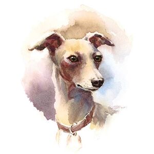 Fine Art Prints Dog Italian Greyhound Watercolour Art Print Poster Wall Decor Fine Art Prints Dog Italian Greyhound Watercolour Art Print Poster Wall Decor