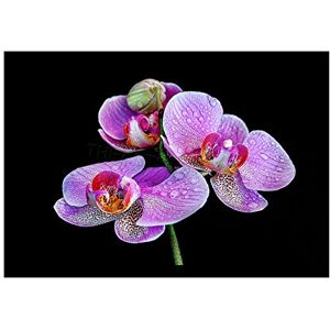 Wee Blue Coo Photo Macro Close Up Floral Flower Pink Purple Orchid Wall Art Print Wee Blue Coo Photo Macro Close Up Floral Flower Pink Purple Orchid Wall Art Print