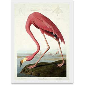 Artery8 - Audubon American Flamingo - A4 - Wall Art Print Artery8 - Audubon American Flamingo - A4 - Wall Art Print