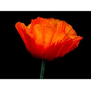 Wee Blue Coo Nature Photo Orange Poppy Flower Petal Plant Canvas Print Wee Blue Coo Nature Photo Orange Poppy Flower Petal Plant Canvas Print