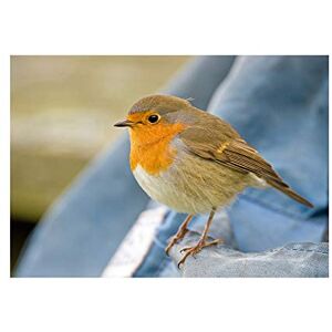 Wee Blue Coo Photo Nature Robin Bird Red Breast Wall Art Print Wee Blue Coo Photo Nature Robin Bird Red Breast Wall Art Print