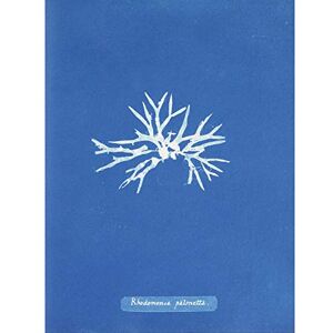 Artery8 Atkins British Algae Photo Dwarf Rhodymenia Premium Wall Art Canvas Print 18X24 Inch Artery8 Atkins British Algae Photo Dwarf Rhodymenia Premium Wall Art Canvas Print 18X24 Inch