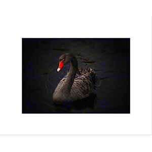 Wee Blue Coo Nature Bird Black Swan Lake Pupuke Beautiful Wall Art Print Wee Blue Coo Nature Bird Black Swan Lake Pupuke Beautiful Wall Art Print