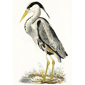 Wee Blue Coo Painting Book Heron Wader Bird Cool Ornithology Wall Art Print Wee Blue Coo Painting Book Heron Wader Bird Cool Ornithology Wall Art Print