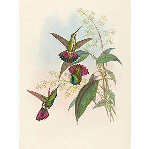Wee Blue Coo Gould Richter British Hummingbird Zoology Art Print Poster Wall Decor 12X16 Inch Wee Blue Coo Gould Richter British Hummingbird Zoology Art Print Poster Wall Decor 12X16 Inch