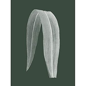 Wee Blue Coo Botanics Hunter Folded Leaf Unframed Art Print Poster Wall Decor 12x16 inch Wee Blue Coo Botanics Hunter Folded Leaf Unframed Art Print Poster Wall Decor 12x16 inch