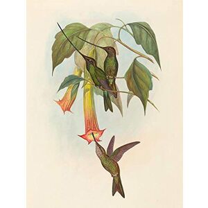 Wee Blue Coo John Gould Hc Richter British Sword Billed Hummingbird Zoology Art Print Poster Wall Decor 12X16 Inch Wee Blue Coo John Gould Hc Richter British Sword Billed Hummingbird Zoology Art Print Poster Wall Decor 12X16 Inch