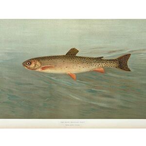 Artery8 Petrie North American Fishes Mountain Trout Illustration Large Wall Art Poster Print Thick Paper 18X24 Inch Artery8 Petrie North American Fishes Mountain Trout Illustration Large Wall Art Poster Print Thick Paper 18X24 Inch