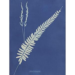 Wee Blue Coo Atkins South America Fern Unframed Wall Art Print Poster Home Decor Premium Wee Blue Coo Atkins South America Fern Unframed Wall Art Print Poster Home Decor Premium