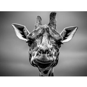 Fine Art Prints Furlan Giraffe Head Face Large Canvas Wall Art Print Fine Art Prints Furlan Giraffe Head Face Large Canvas Wall Art Print