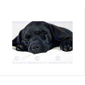 Wee Blue Coo Labrador Retriever Black Puppy Art Picture Wall Art Print Wee Blue Coo Labrador Retriever Black Puppy Art Picture Wall Art Print